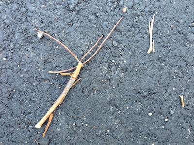 地面に落ちた枝たち