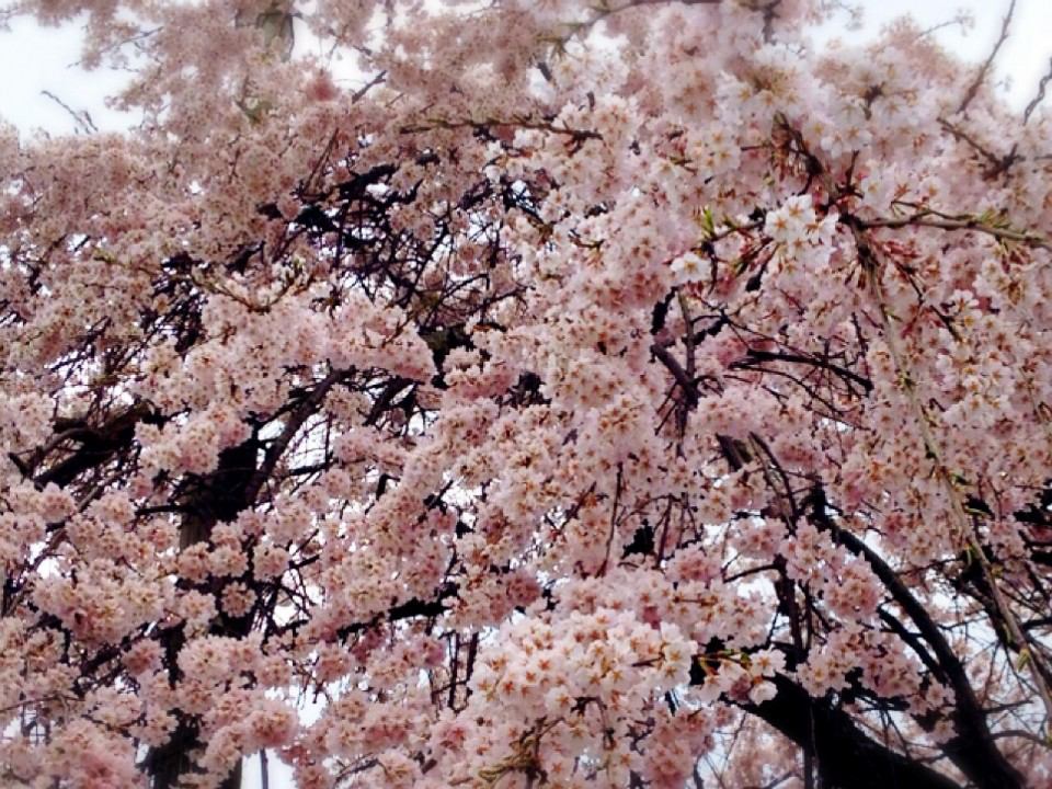 4/5　花見だけでじゃなくて桜を感じて味わおう！鎌倉感覚開き散歩：自然を感じる感性をひらく