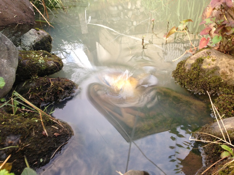 池の水面の反射