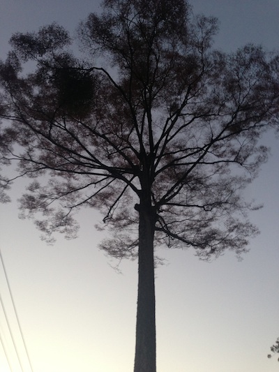 大きな木（夕方）