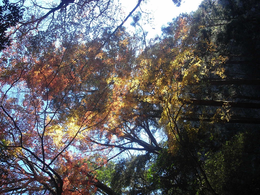 自然を感じる感性をひらく：紅葉を豊かに感じる鎌倉感覚開き散歩で行く獅子舞の谷