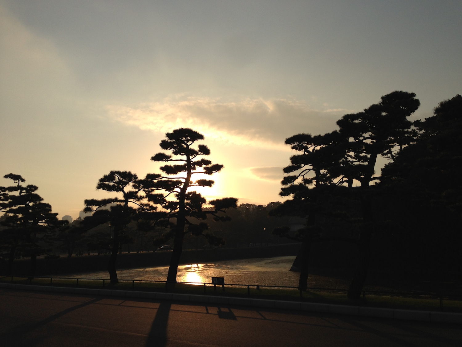 気持ちいい美しい風景・景色の写真・画像素材006：皇居にて夕日をバックに松のシルエット